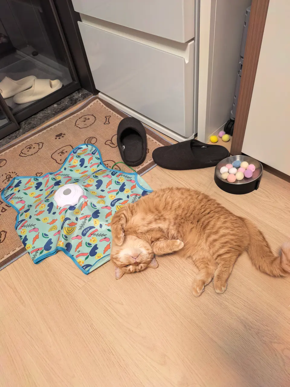 我家猫：热闹是你们的，我先躲桌子底下